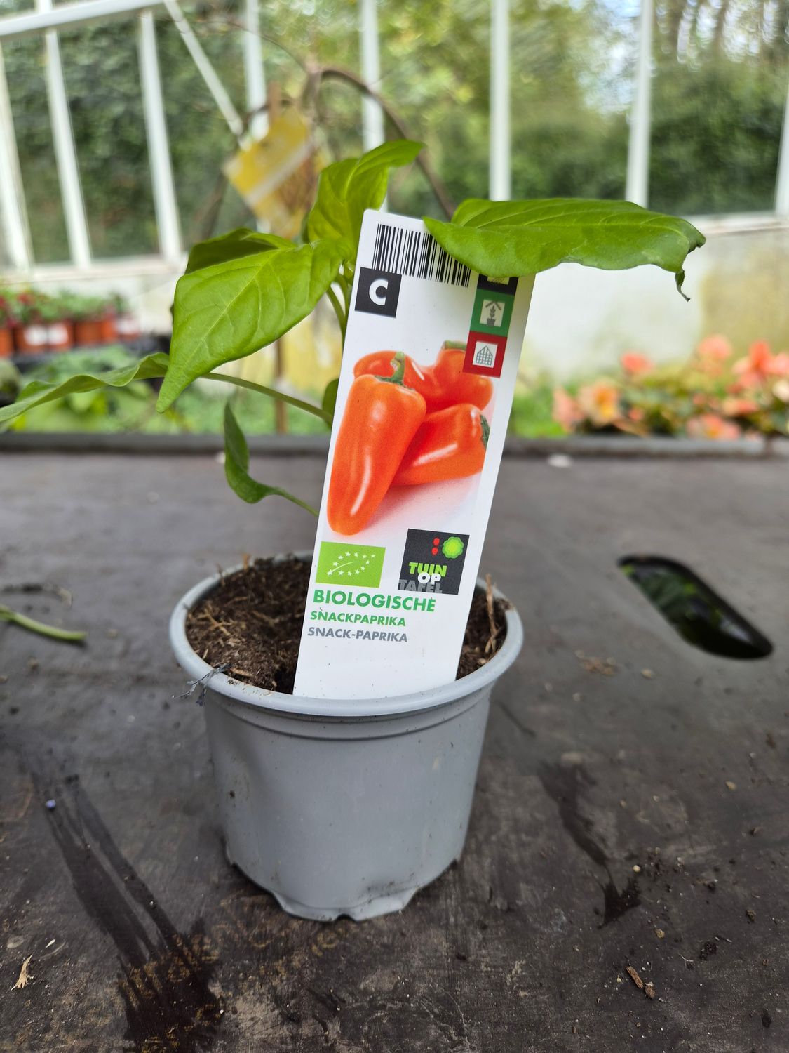 Snack Paprika