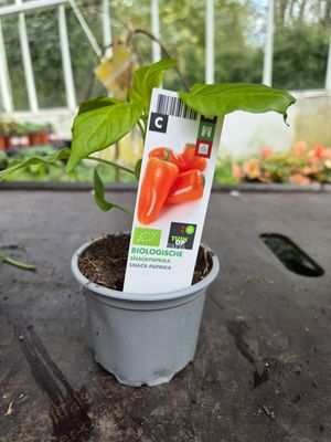 Snack Paprika