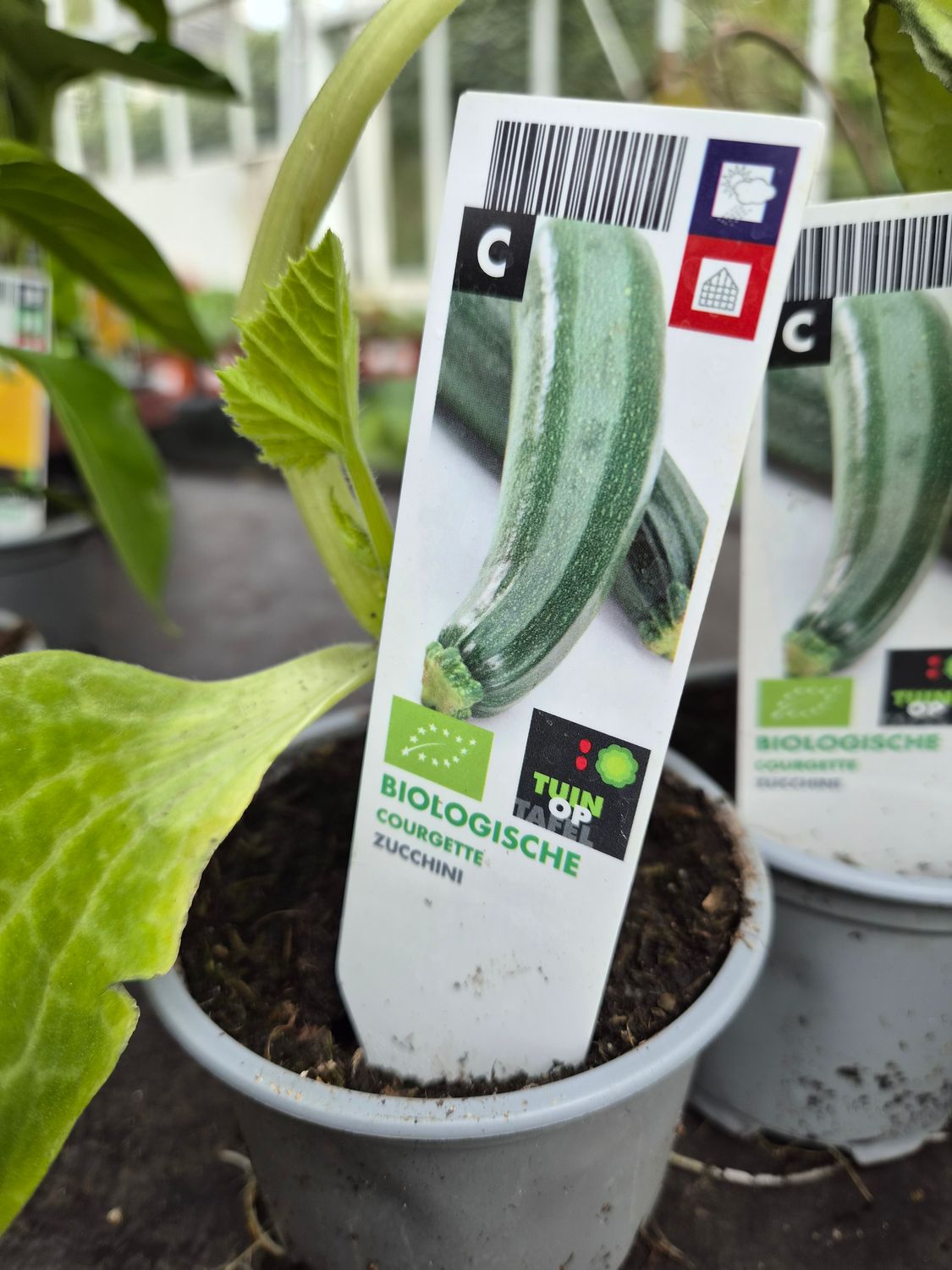Courgette Plant
