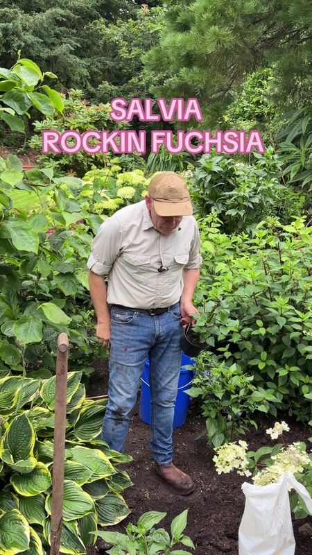 Salvia Rockin fuchsia
