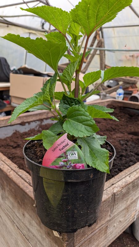Saliva Rockin Fushsia large pink flowers non stop until October. Perfect in pots or beds .Loved by bees and butterflies.