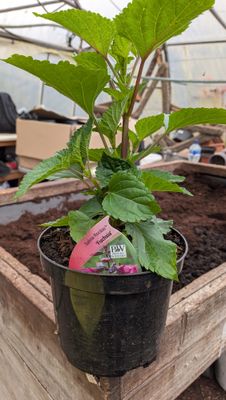 Saliva Rockin Fushsia large pink flowers non stop until October. Perfect in pots or beds .Loved by bees and butterflies.