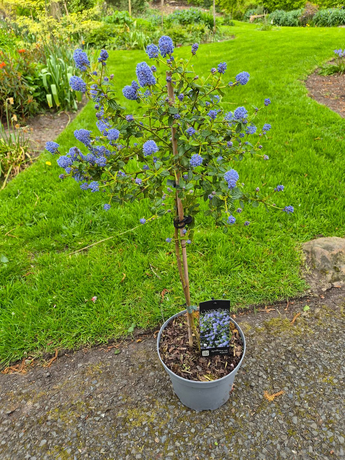 Ceanothus Blue Fountain evergreen tree ,blue flowers in summer . For Pots or beds