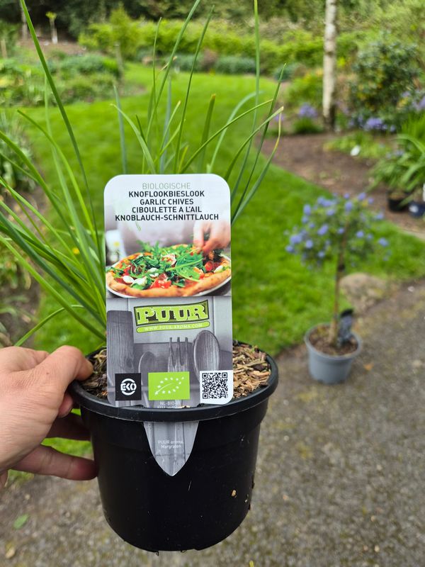 Garlic Chives
