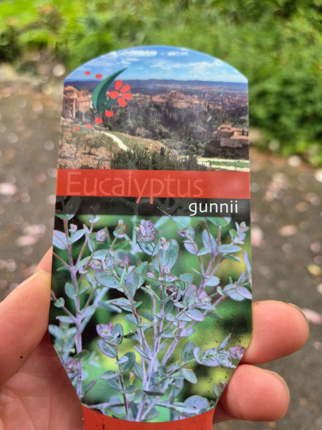 Eucalyptus Gunnii Azura
