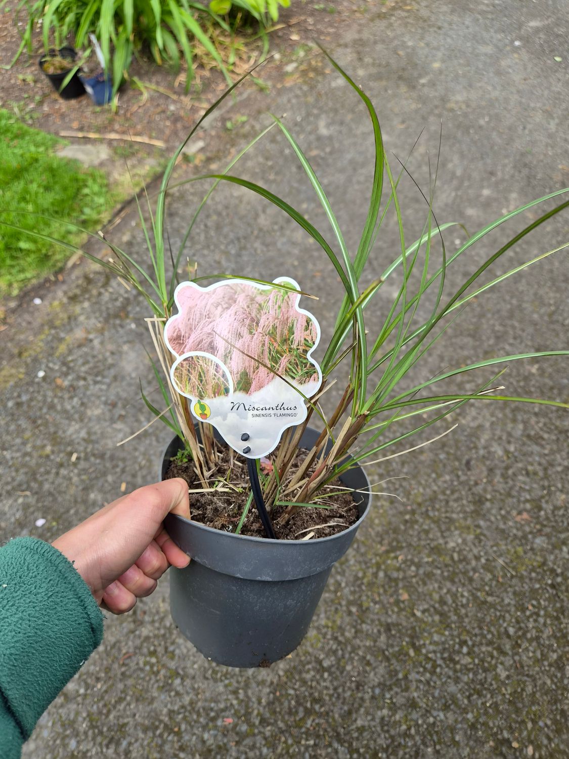 Miscanthus Flamingo. Arched stems of pink flowers in summer and early autumn. Flower heads turn silver white as they age and foliage turns a warm orange bronze in winter