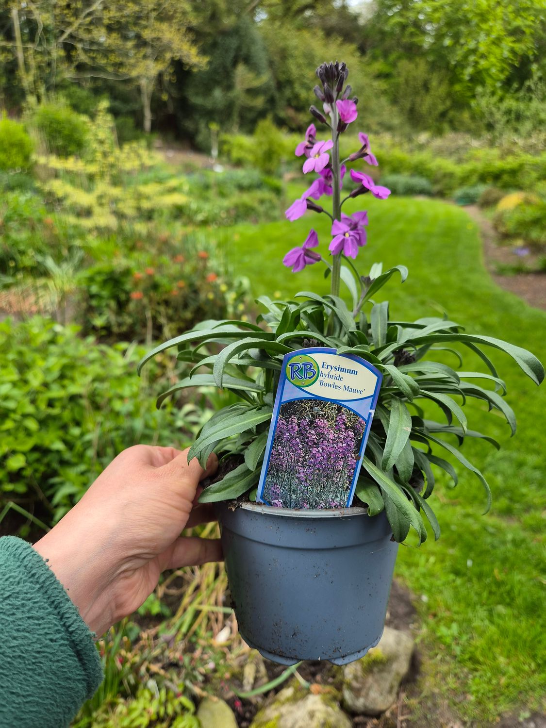 Erysimum Bowles Mauve. Fragrant non stop flowers from May until October . For pots ,beds or rockeries Planting time is from now . Lasts for years