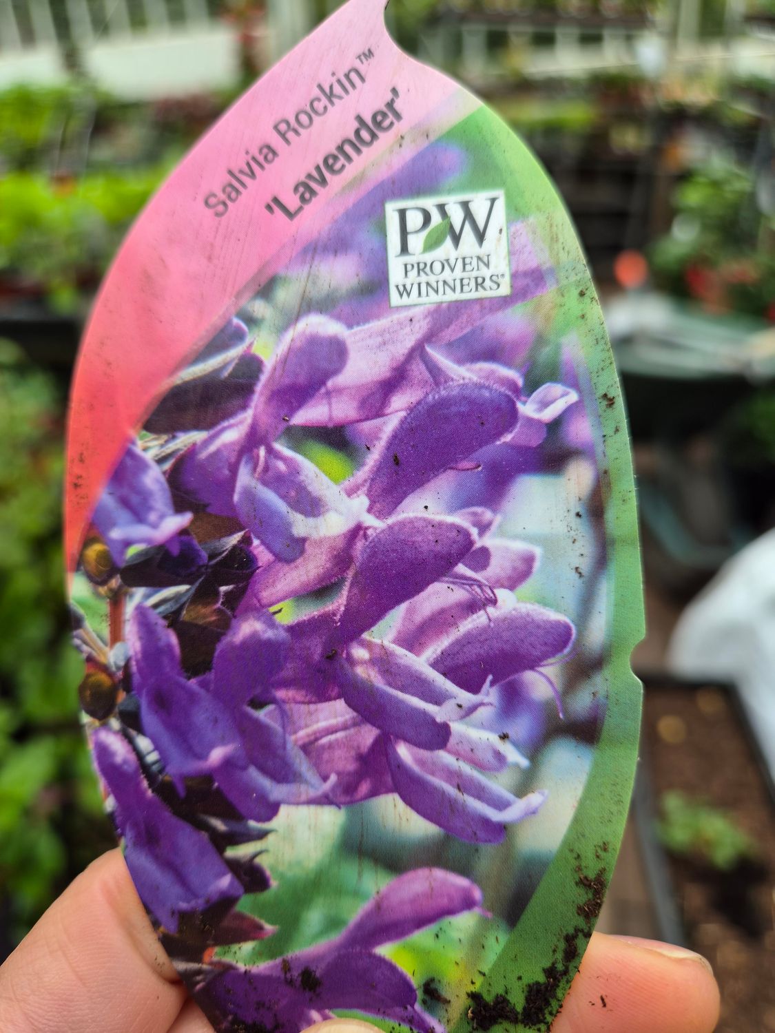 SALVIA ROCKIN LAVENDER