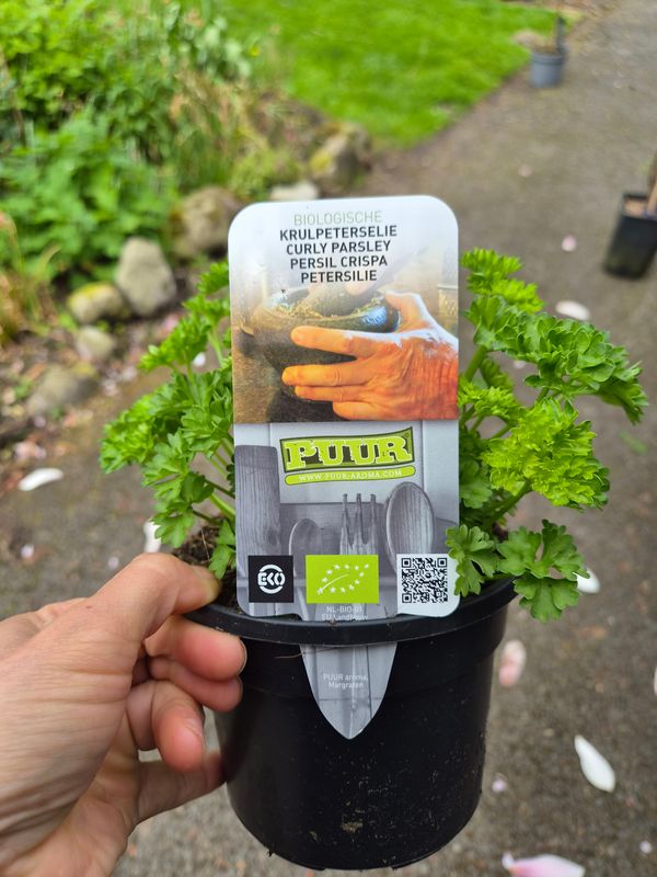 PARSLEY CRISPY