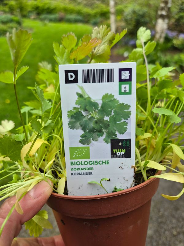 CORIANDER