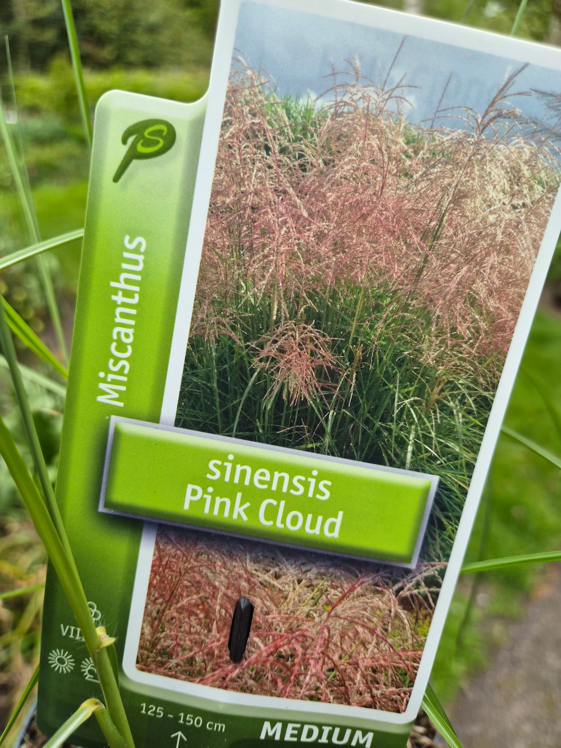 Miscanthus Pink Cloud