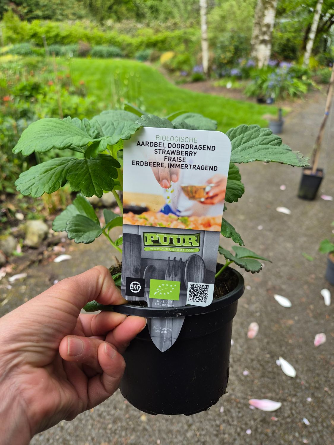 STRAWBERRY VESCA - ALPINE STRAWBERRY