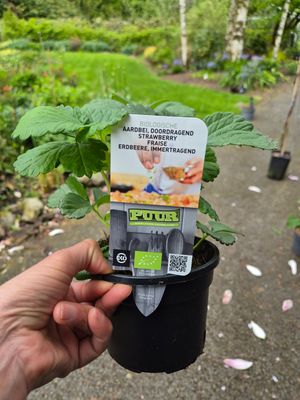 STRAWBERRY VESCA - ALPINE STRAWBERRY