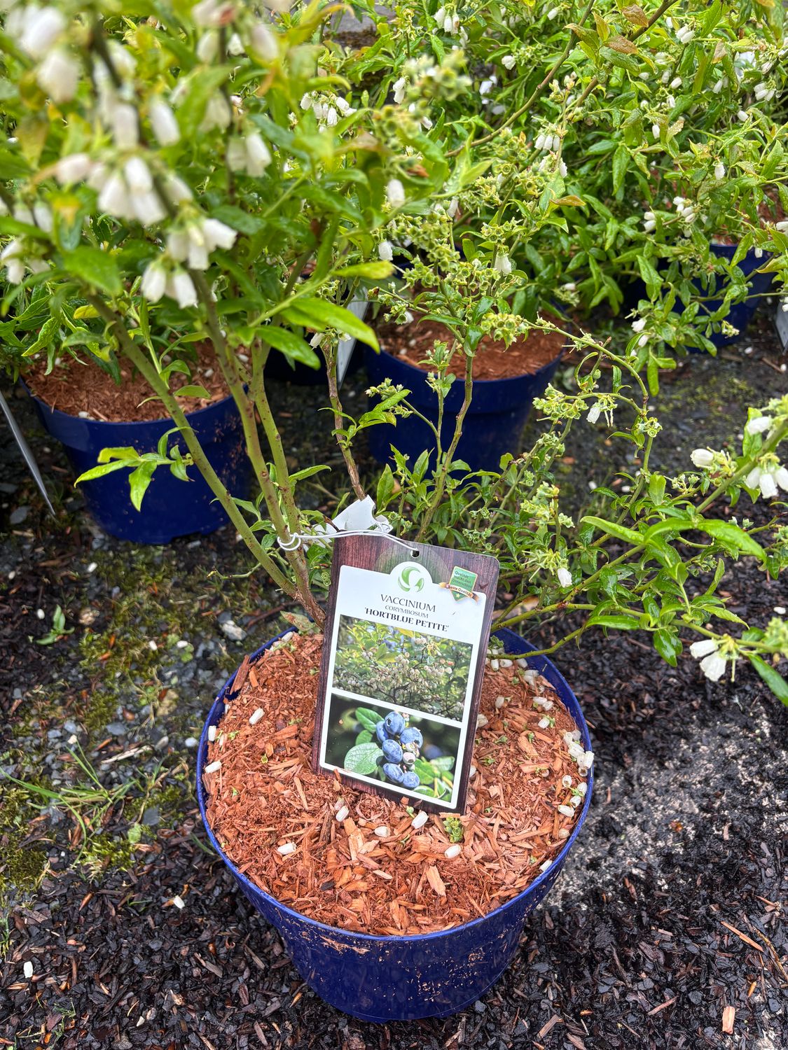 Blueberry Hortblue Petite