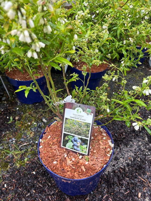 Blueberry Hortblue Petite