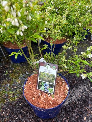 Blueberry Hortblue Petite