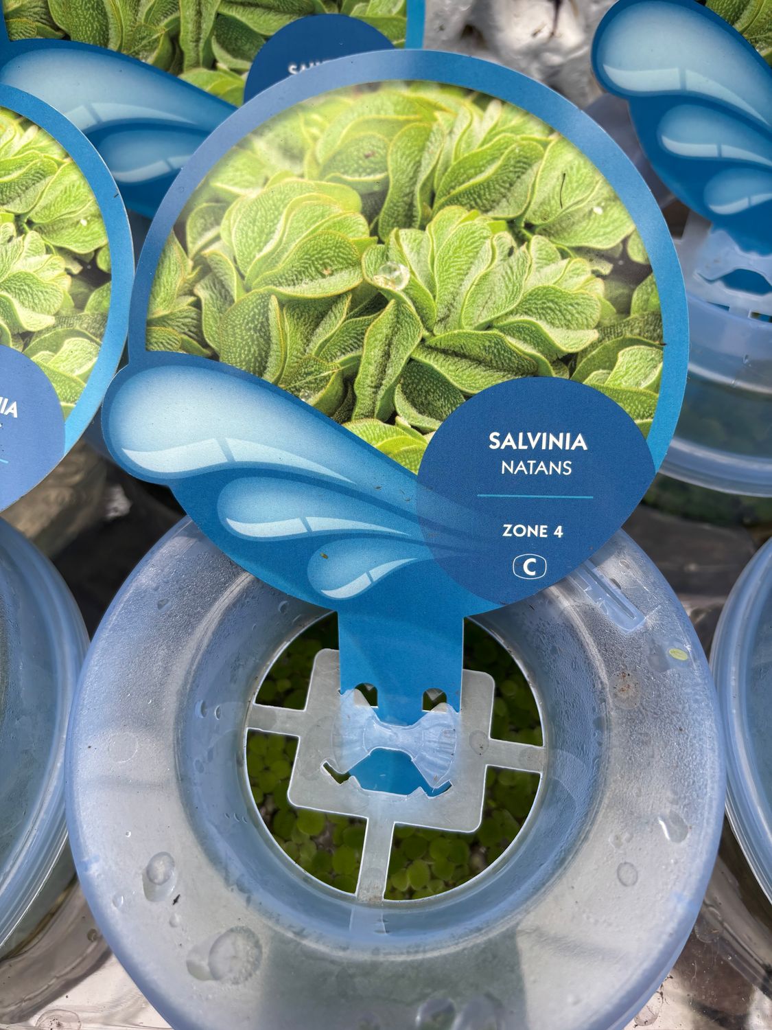 Salvinia Pond Floater