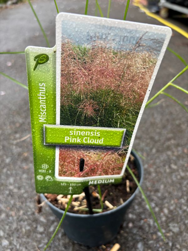 Miscanthus Pink Cloud ..Arched stems of pink flowers in summer and early autumn. Flower heads turn silver white as they age and foliage turns a warm orange bronze in winter Miscanthus Pink Cloud ..Arched stems of pink flowers in summer and early autumn. Flower heads turn silver white as they age and foliage turns a warm orange bronze in winter