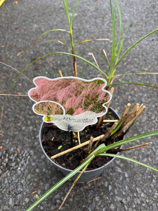 Miscanthus Flamingo