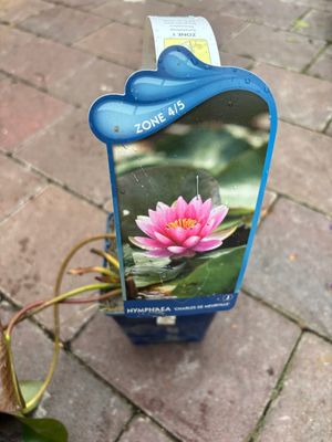 Nymphaea Charles de Meurville