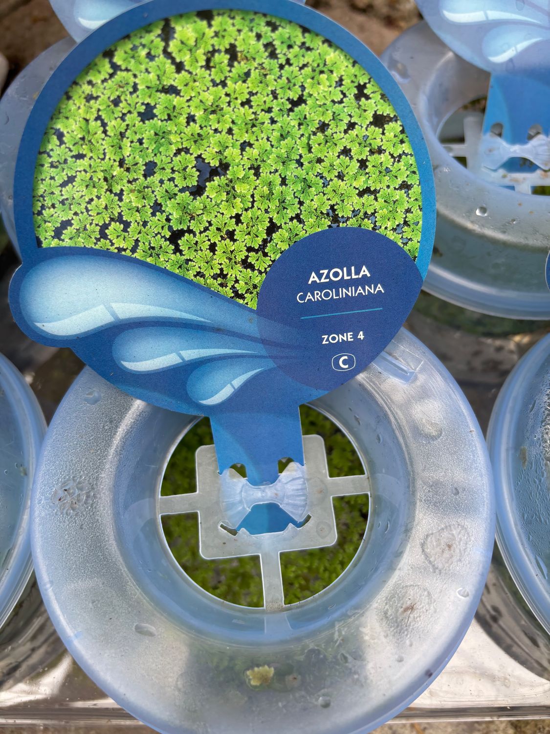 Azolla Caroliniana Pond Floater