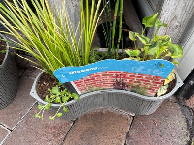 Mixed Aquatics Basket