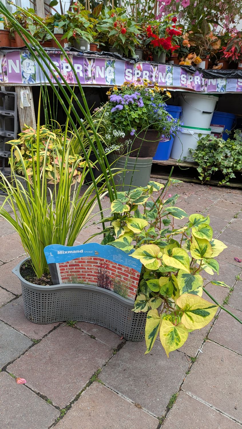 Mixed Aquatics Basket
