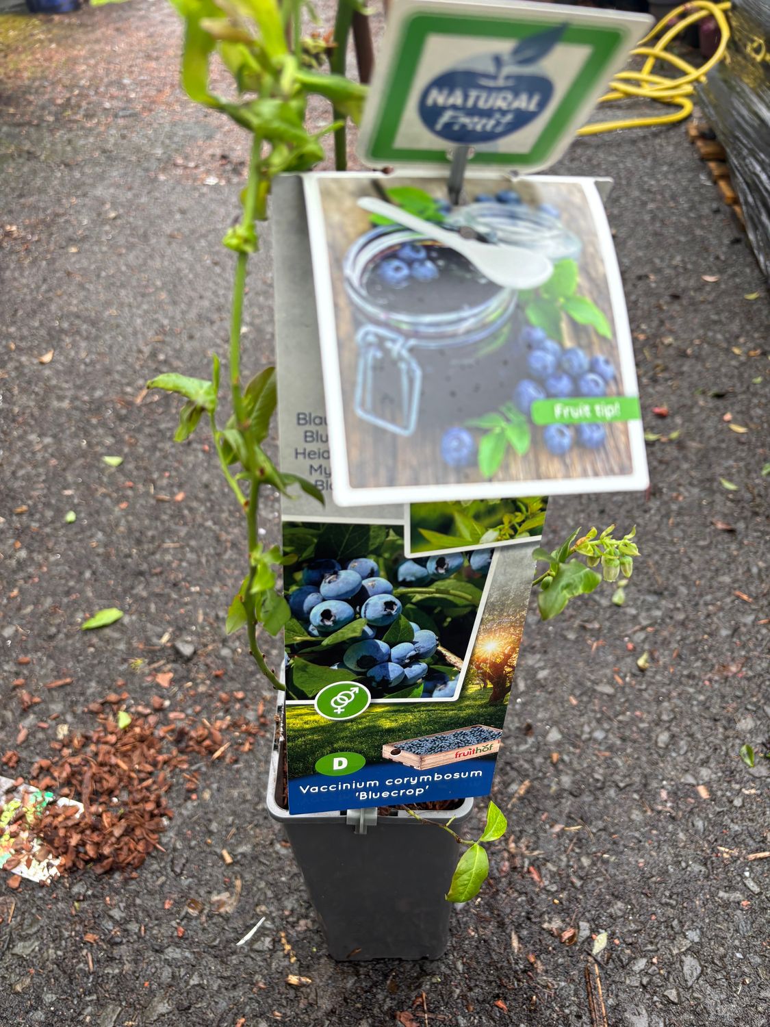 Blueberry Blue Crop