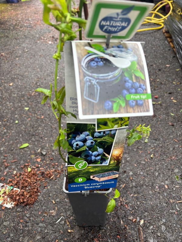 Blueberry Blue Crop