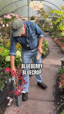 Blueberry Blue Crop