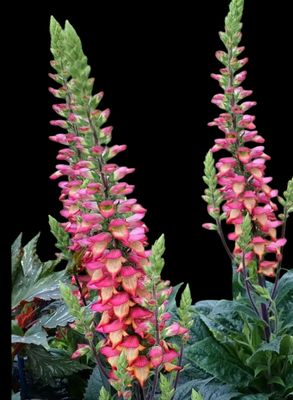 Digitalis Foxglove Illumination Flame ..flowers for months in summer and early autumn. Winter hardy and lasts for years