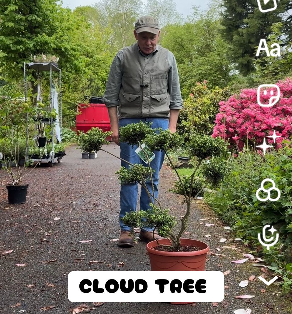 Cloud Tree ,Ilex Crenata Topiary ..happy in pots or beds