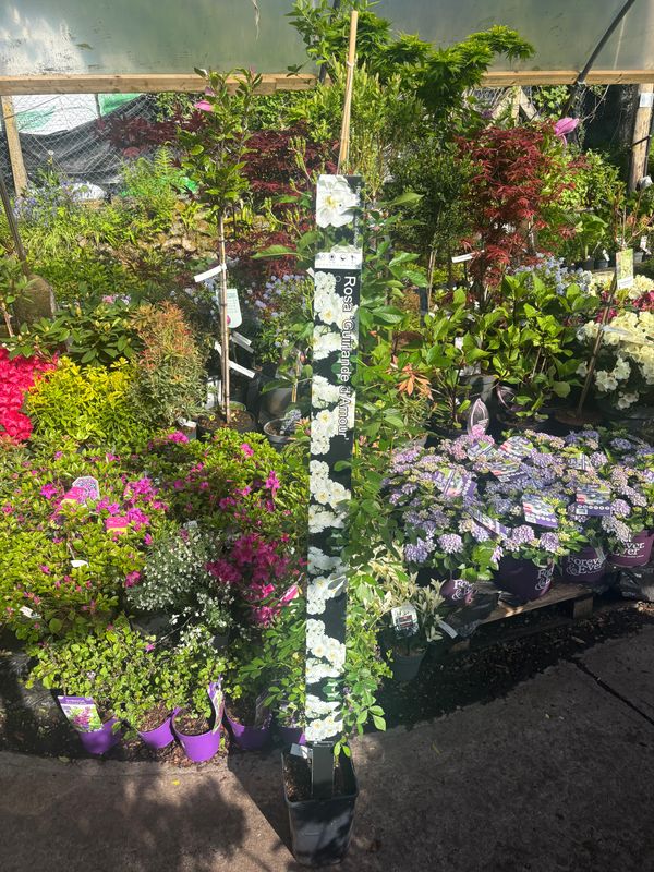 Rose Garland Of Love ..Fragrant Climbing Rose for wall ,fence or arch . Flowers from June until October ... .Planting time is from now!