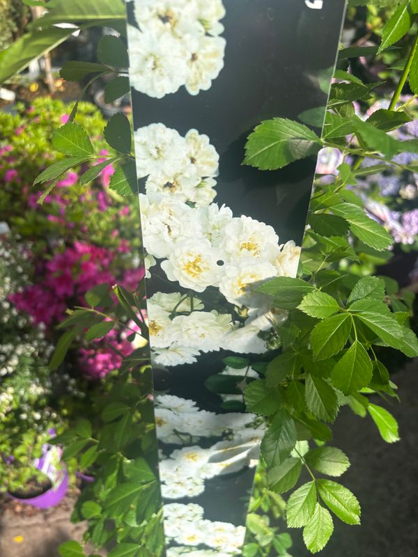 Rose Garland Of Love ..Fragrant Climbing Rose for wall ,fence or arch . Flowers from June until October ... .Planting time is from now!