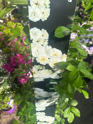 Rose Garland Of Love ..Fragrant Climbing Rose for wall ,fence or arch . Flowers from June until October ... .Planting time is from now!