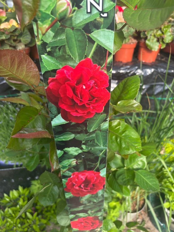 Rose 'That's Jazz'