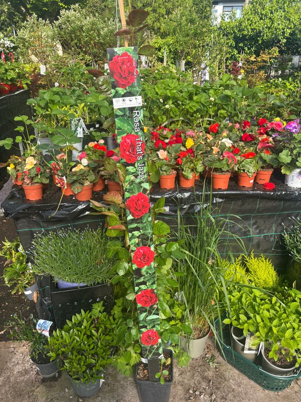 Rose 'That's Jazz'
