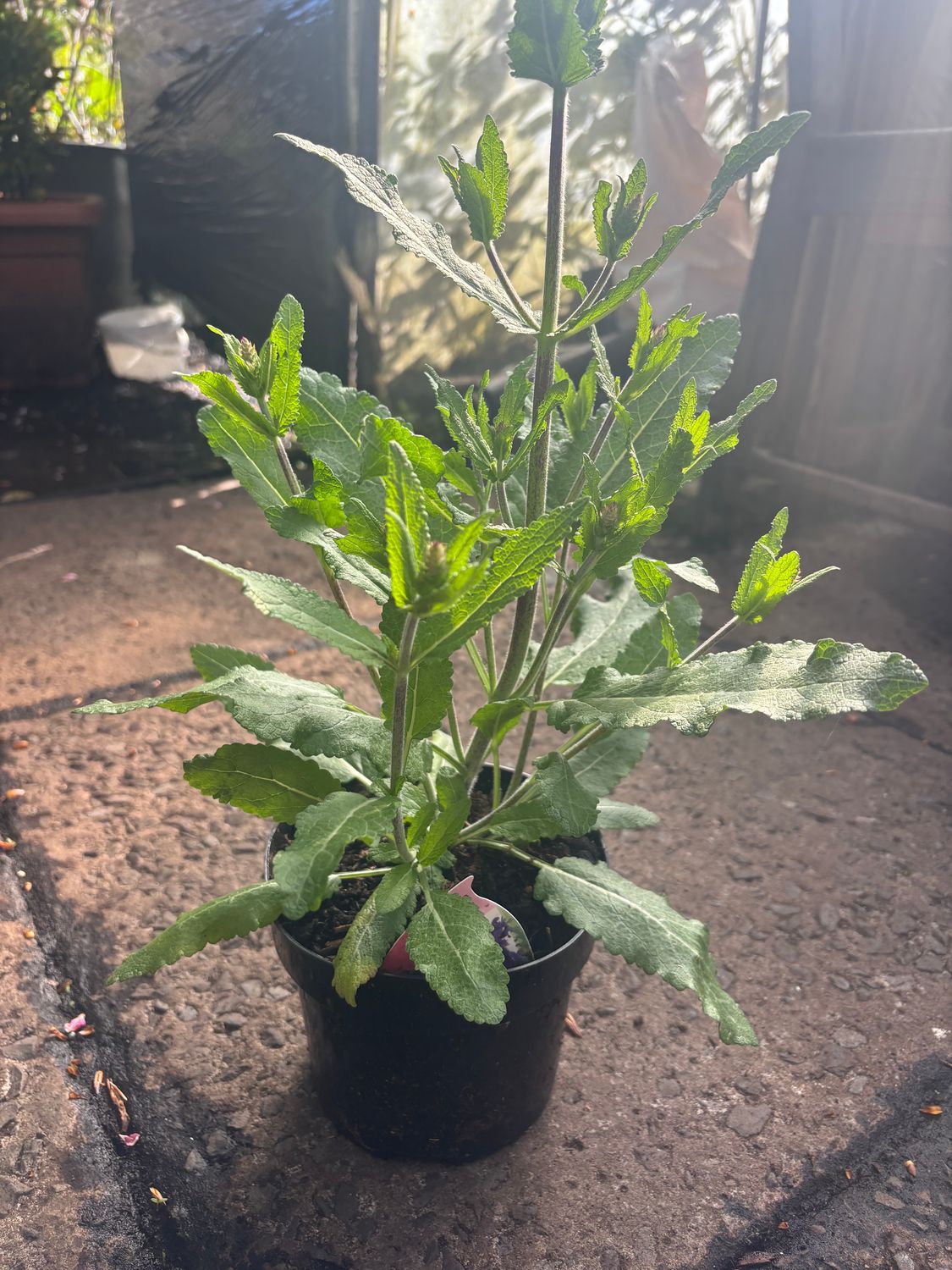 Salvia Dark Matter