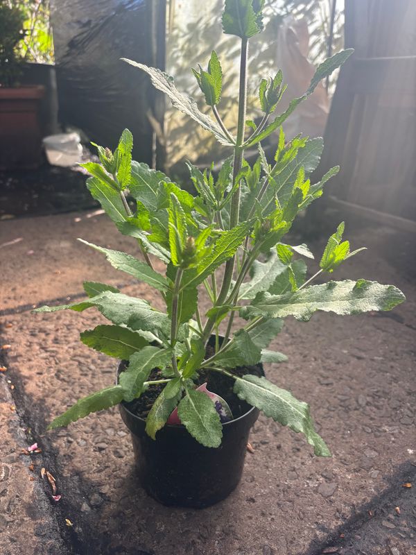 Salvia Dark Matter