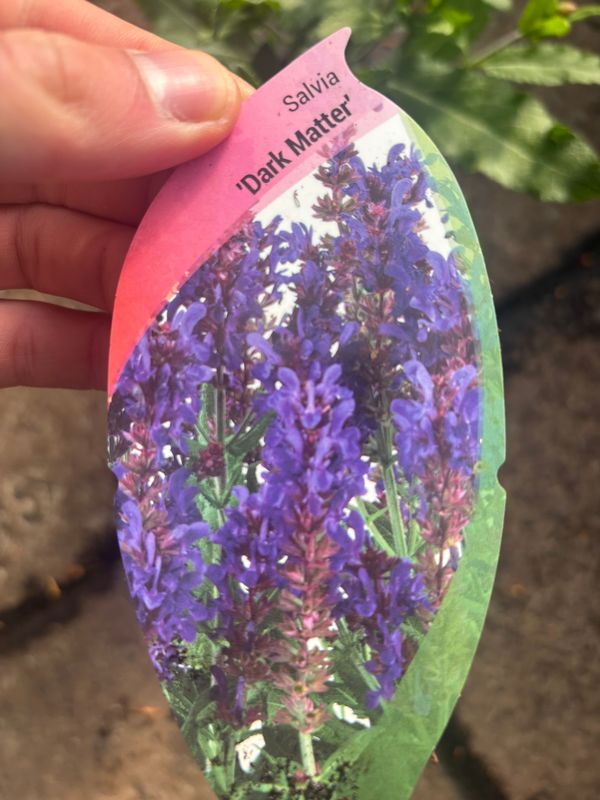 Salvia Dark Matter