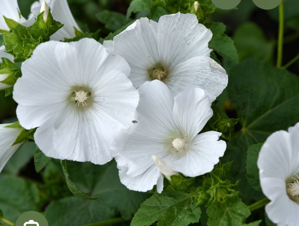 Lavatera Marshmallow Ice White,  ,flowers in summer and early autumn. Grows to  130 Cm . Good in pots or beds . Likes a sunny and free draining spot