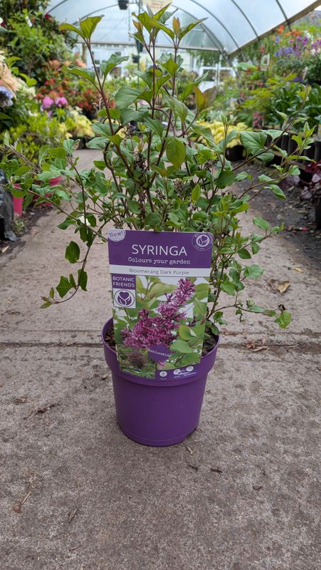 Lilac Bloomerang Purple ,Bush Form .. ..flowers from June until October Very Fragrant..for pots or beds Strong Size .