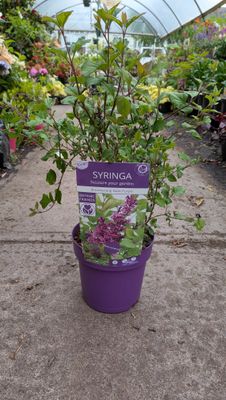 Lilac Bloomerang Purple ,Bush Form .. ..flowers from June until October Very Fragrant..for pots or beds Strong Size .
