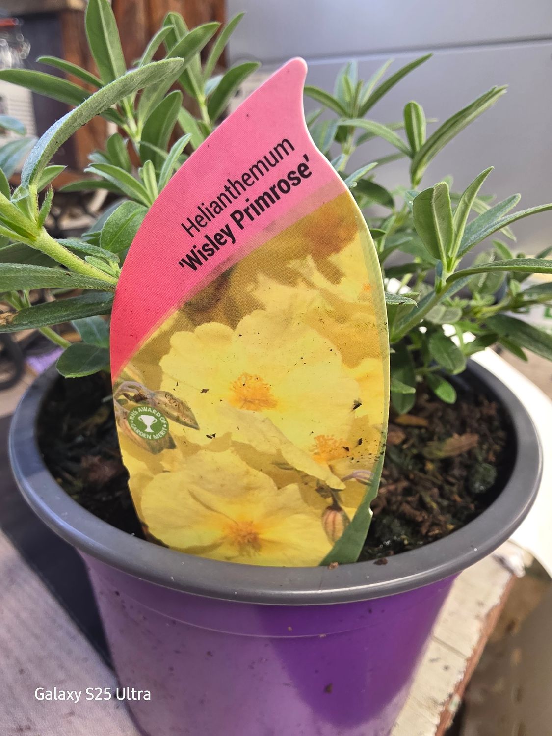 Helianthemum "Wisley Primrose"