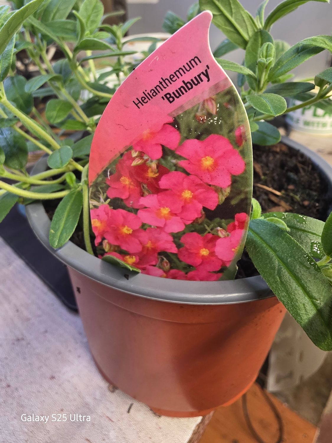 Helianthemum "Bunbury"
