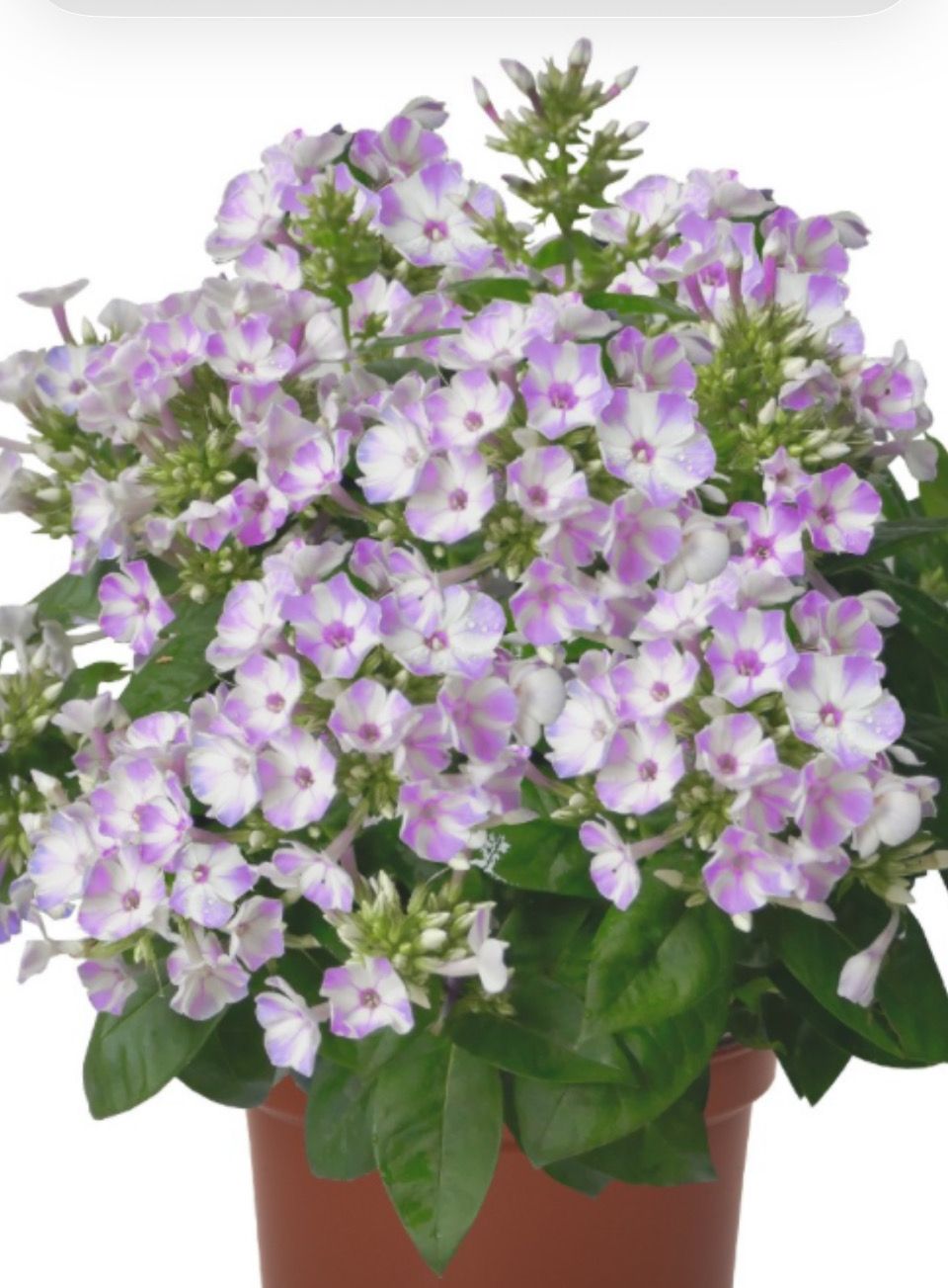 Phlox Lilac Star lilac and white fragrant flowers for months,winter hardy Lasts for years . Young Plants are pruned down to help them establish. Flowers from June Until October