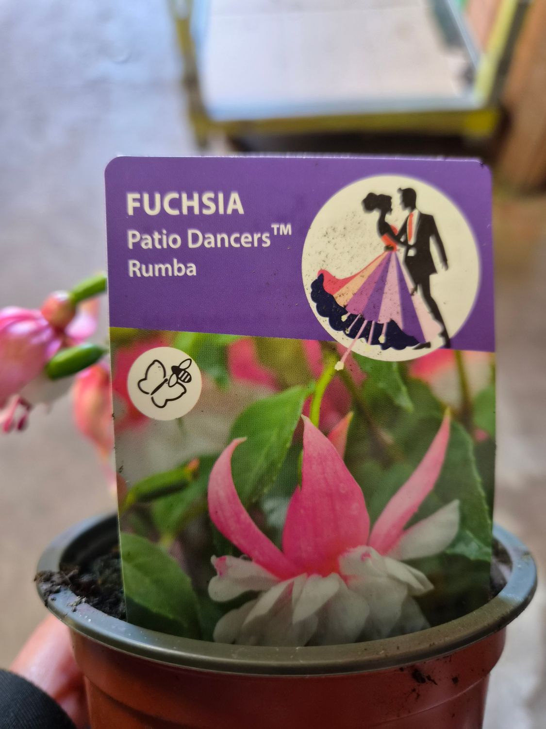 Fuchsia Patio Dancers "Rumba"