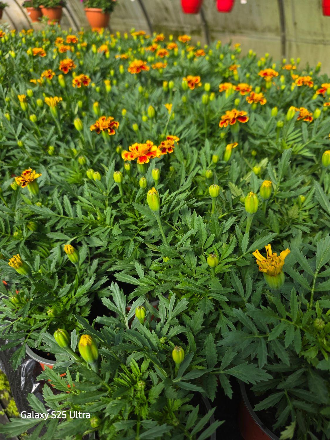 Marygold-Solena Bee mix