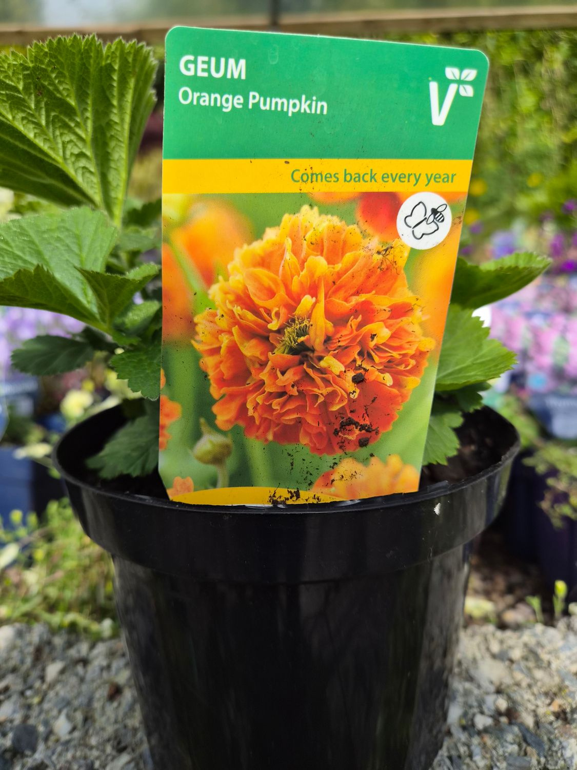 Geum Orange "Pumpkin" Flowers from April until September with large orange flowers. Winter hardy and lasts forever.