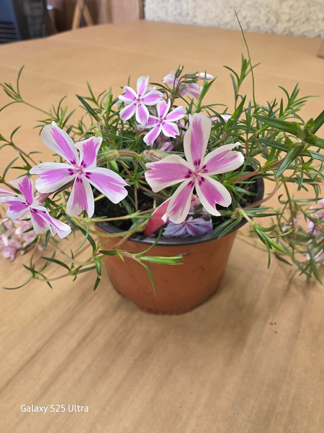 Phlox "Kimono"